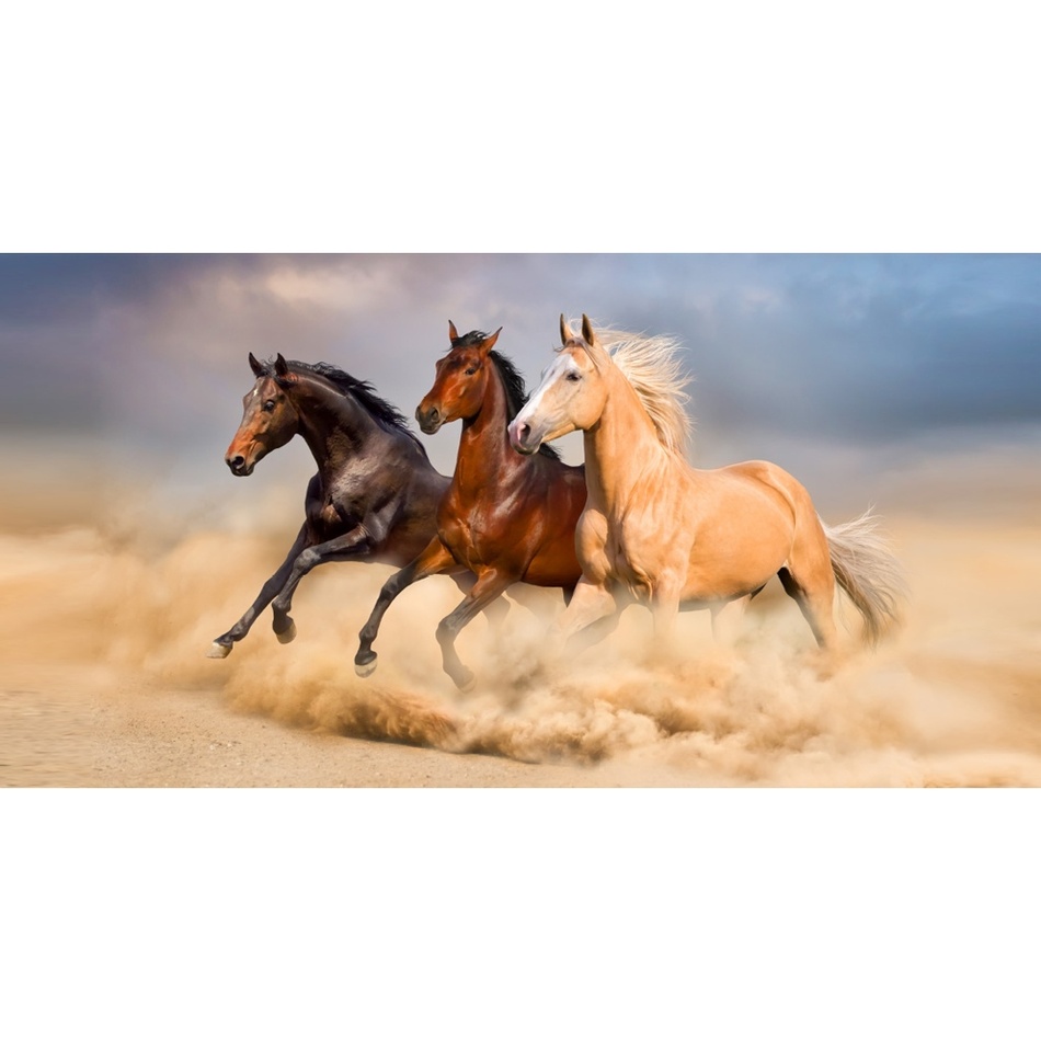 Osuška Divocí koně v poušti