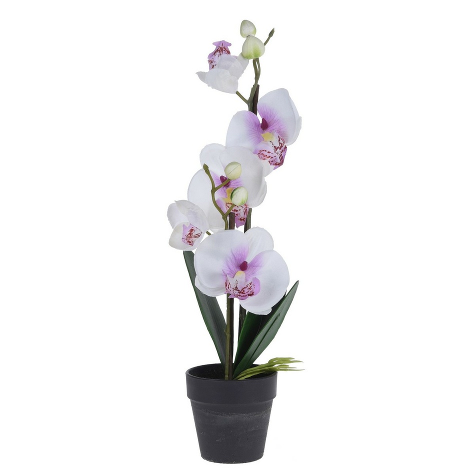 Orchidej v květináči bílá