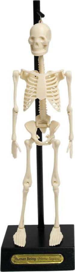 Model kostry Rex London Anatomical