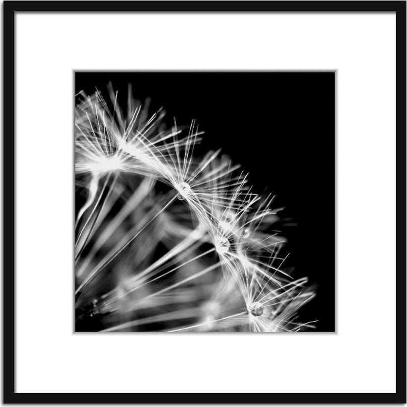 Plakát 50x50 cm Dandel – Styler