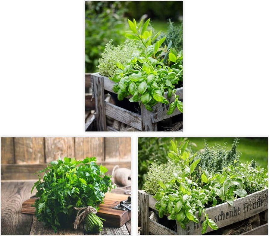 Obrazy v sadě 3 ks 30x40 cm Herbs – Casa Selección