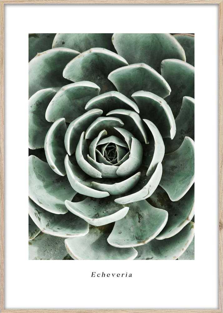 Plakát v rámu 50x70 cm Echeveria – Styler
