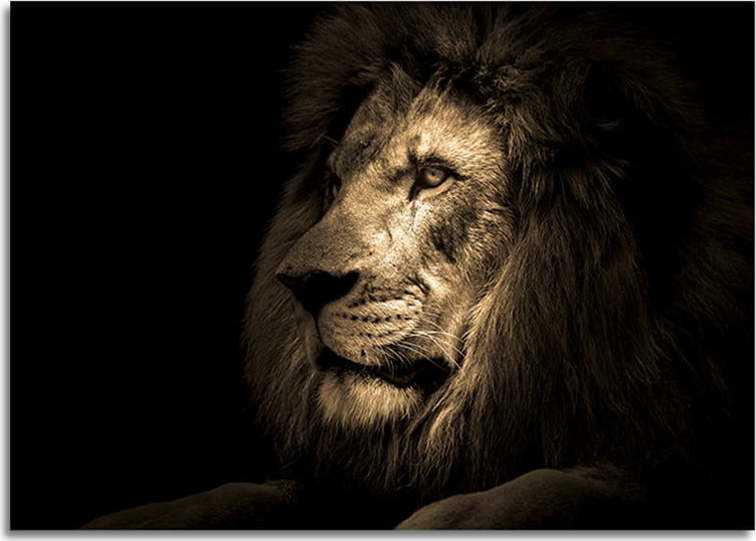 Skleněný obraz 100x70 cm Lion - Styler
