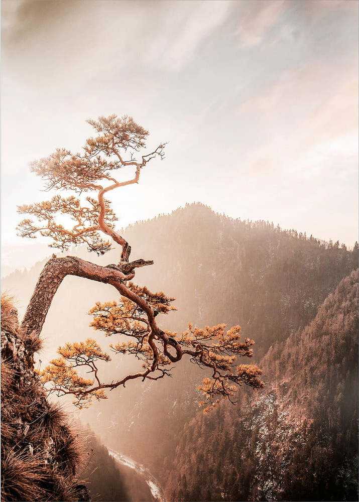 Skleněný obraz 50x70 cm Brown Tree – Styler