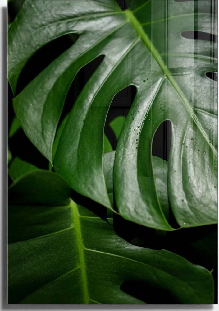 Skleněný obraz 50x70 cm Monstera – Wallity