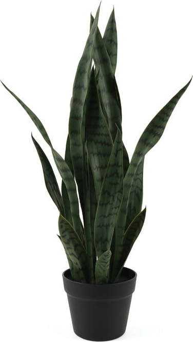 Sušená rostlina (výška 66 cm) Sansevieria – PT LIVING