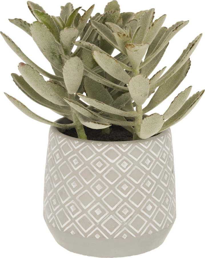 Umělý sukulent (výška 23 cm) Kalanchoe Tomentosa – Kave Home
