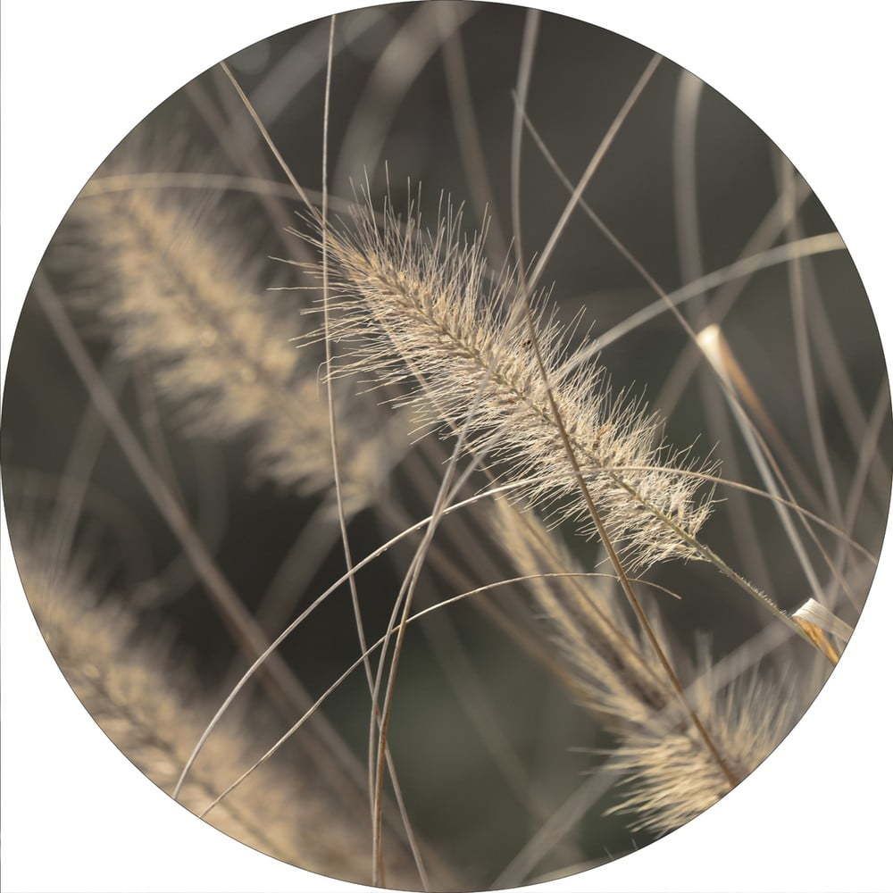 Obraz ø 40 cm Mellow Grasses 2 – Malerifabrikken