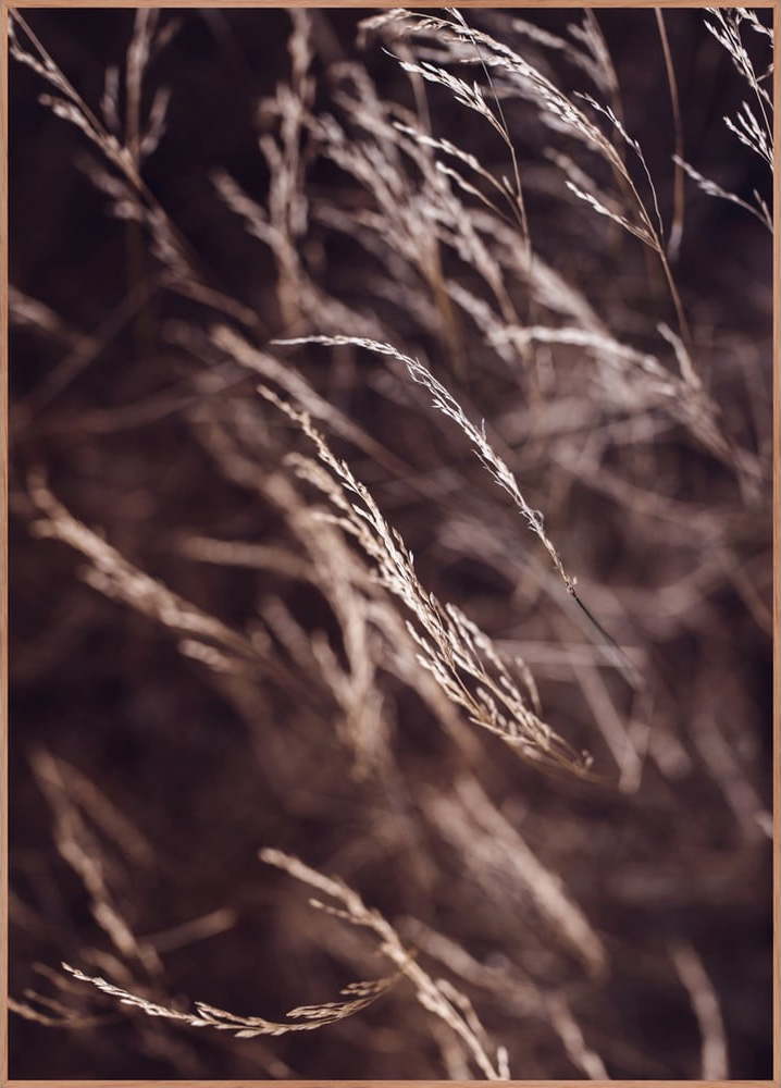 Plakát v rámu 50x70 cm Mellow Grasses 7 – Malerifabrikken