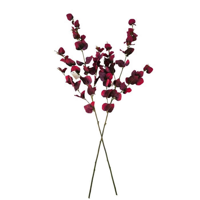 Sada podzimní větev Eukalyptus