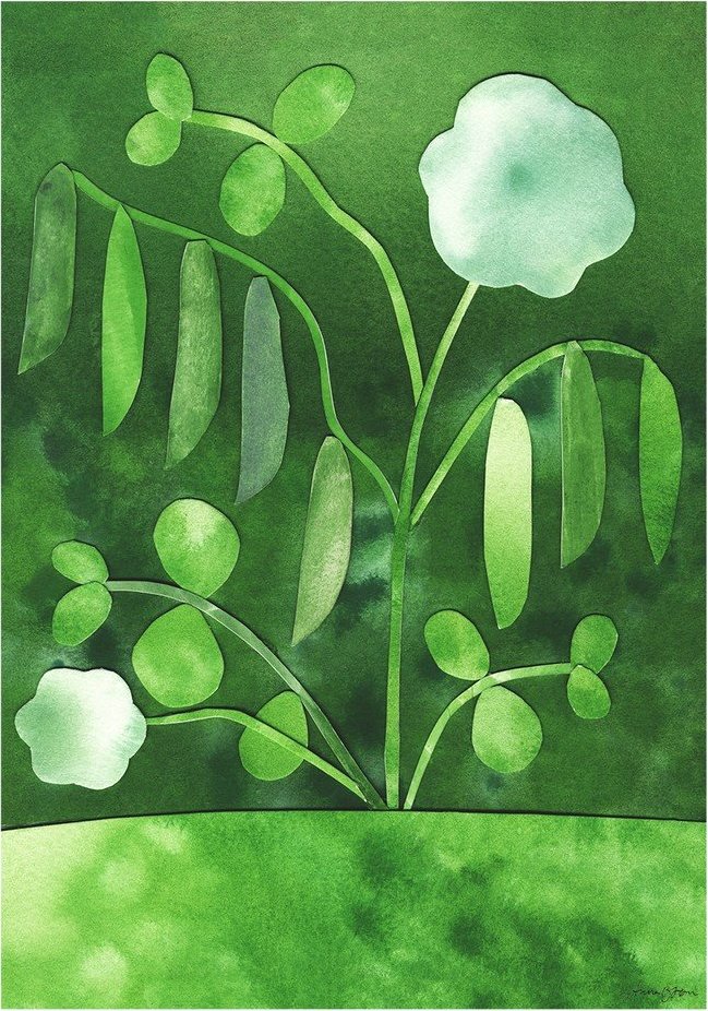 Plakát 50x70 cm Peas in Bloom – Anna Ravn Bjørn – The Poster Club