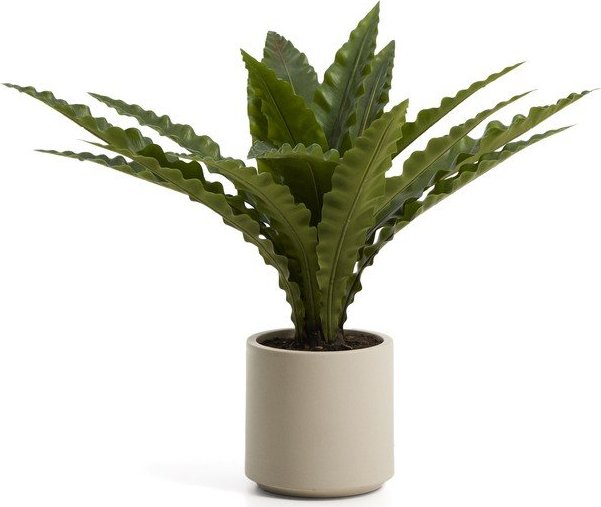 Umělý sukulent (výška 70 cm) Neottopteris – Kave Home